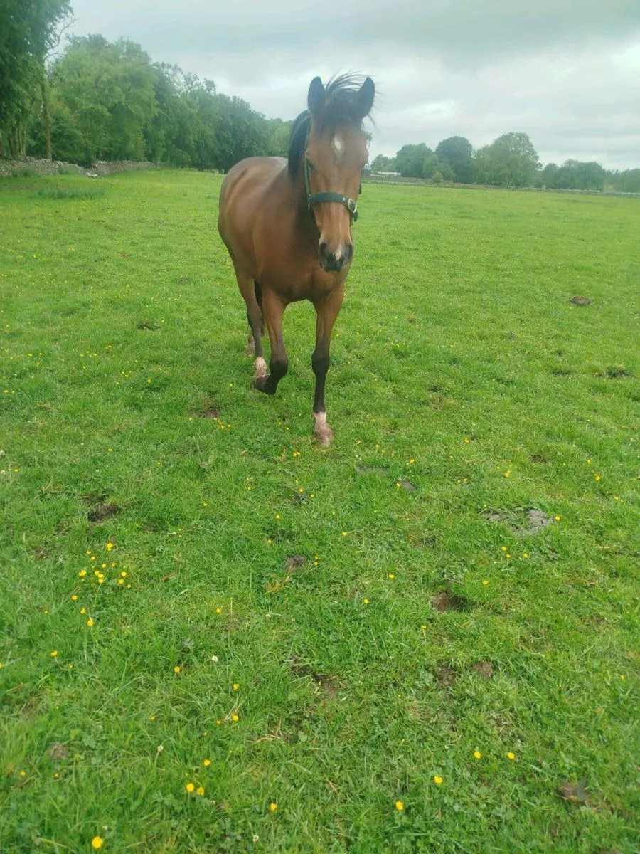3yr old Filly - Image 1