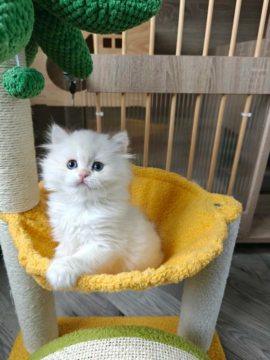 British Longhair kitten - Image 1