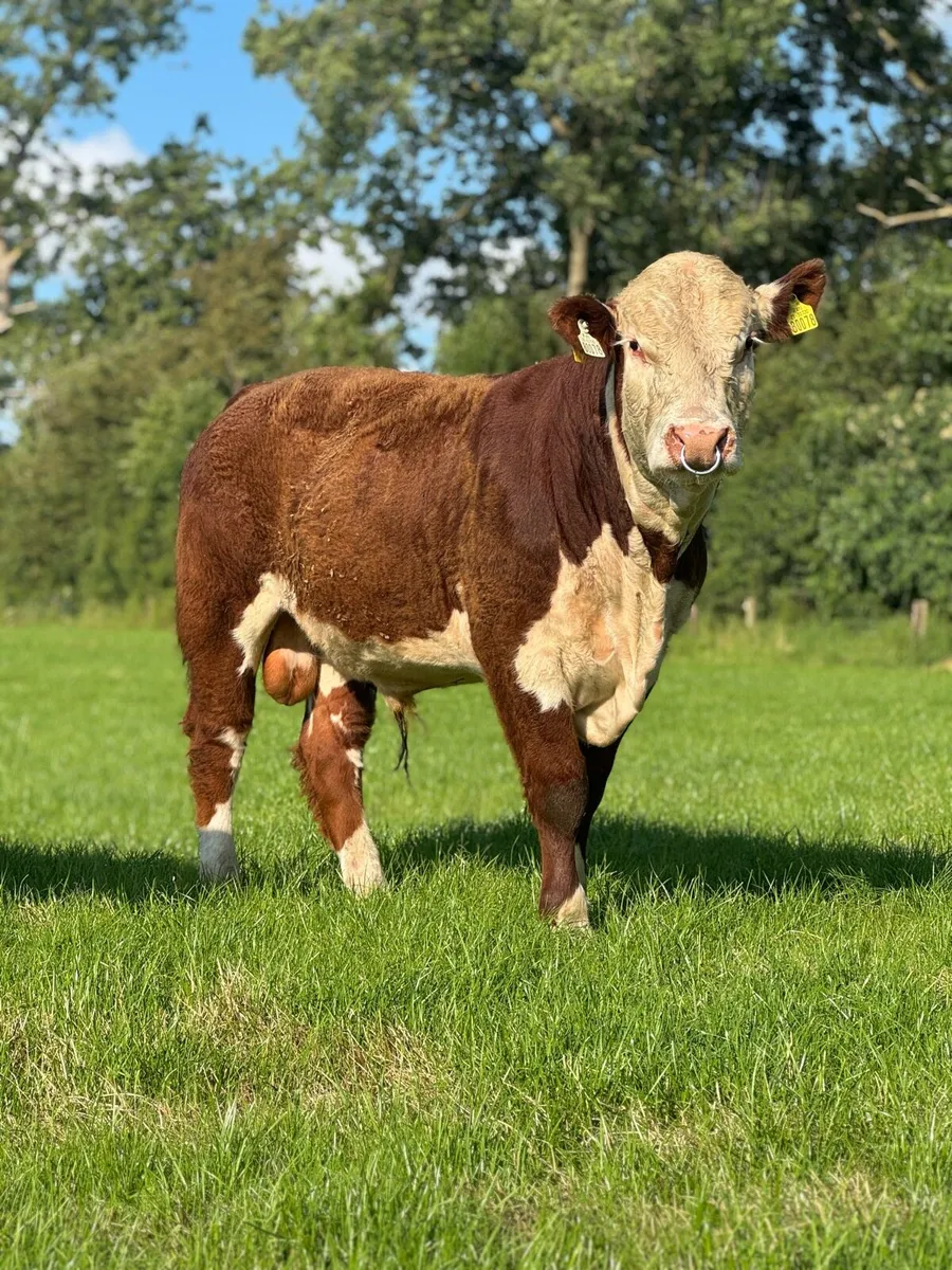 Pedigree polled Hereford bull - Image 1