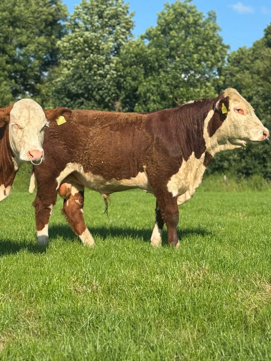 Pedigree polled Hereford bull - Image 2