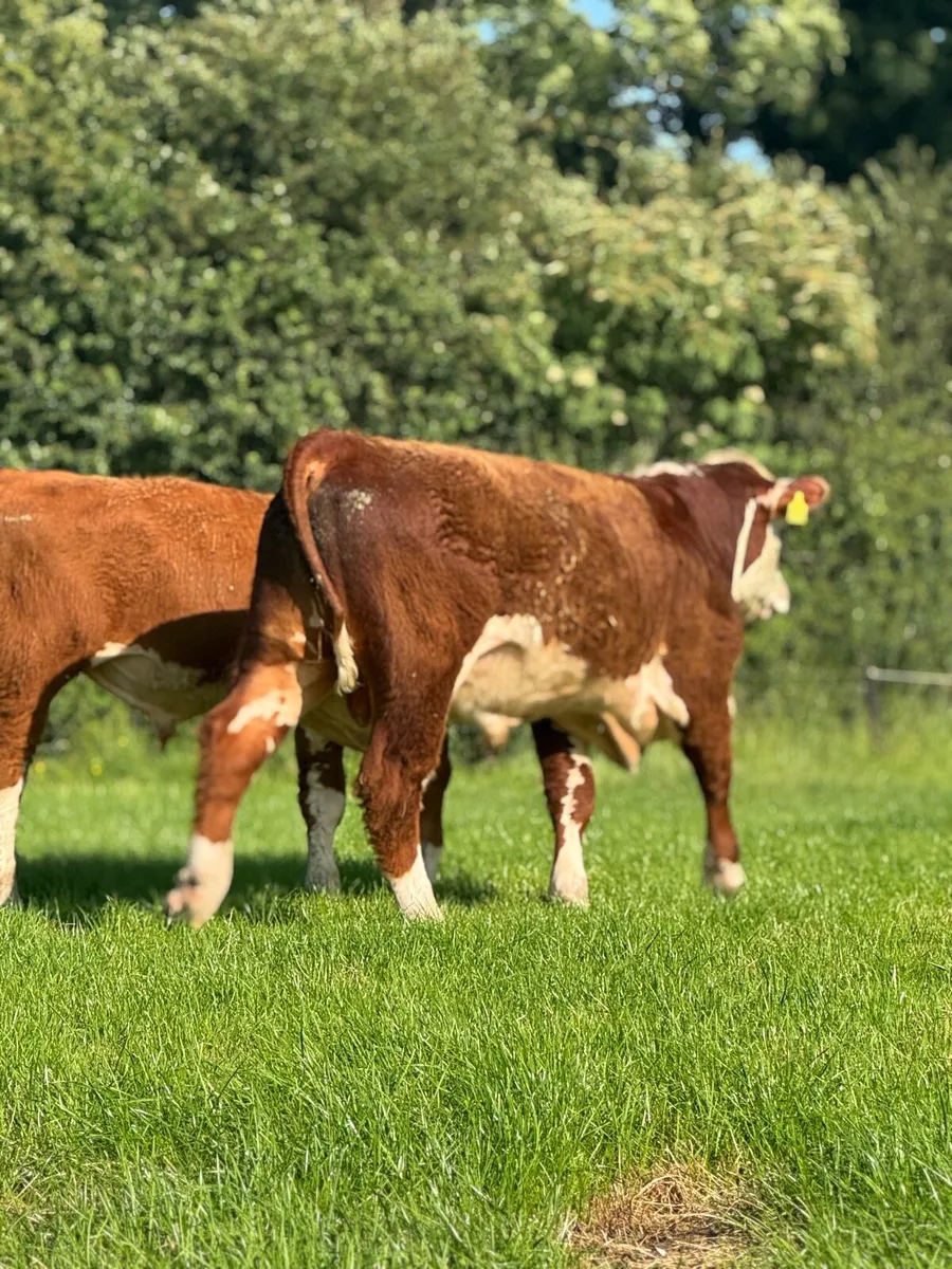 Pedigree polled Hereford bull - Image 3