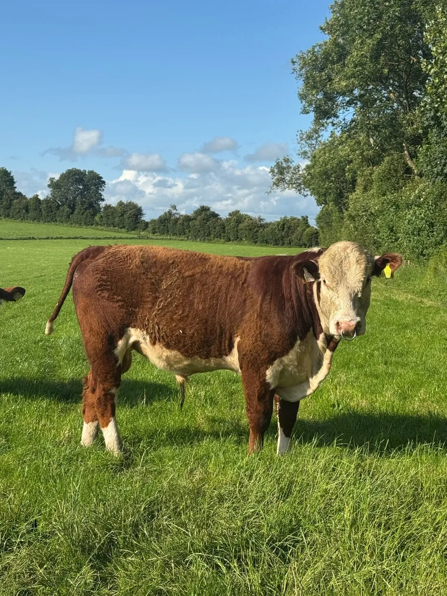 Pedigree polled Hereford bull - Image 4
