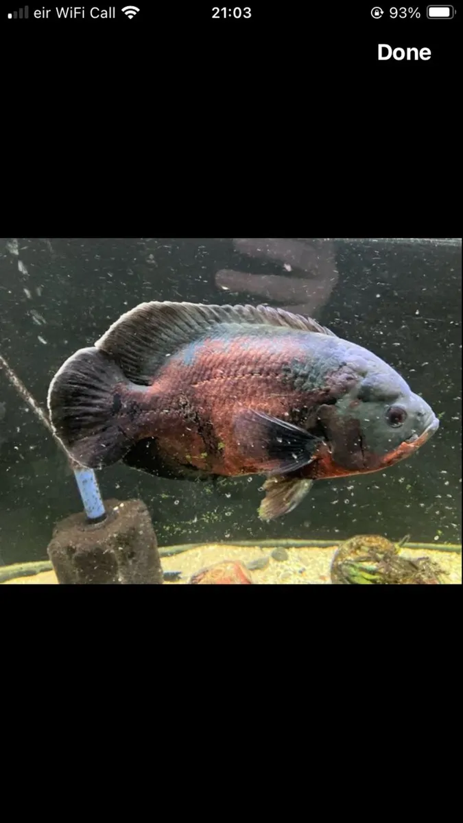 Fish tank 350 litre - Image 4