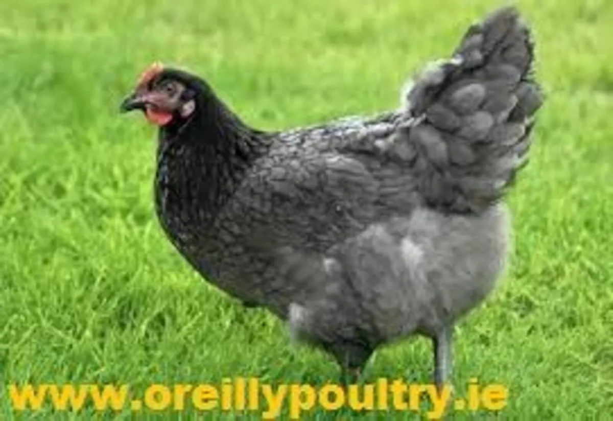 edenderry livestock mart sat 21st june - Image 2