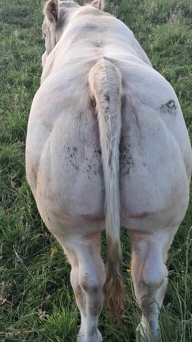 Pedigree charolais bulls - Image 2