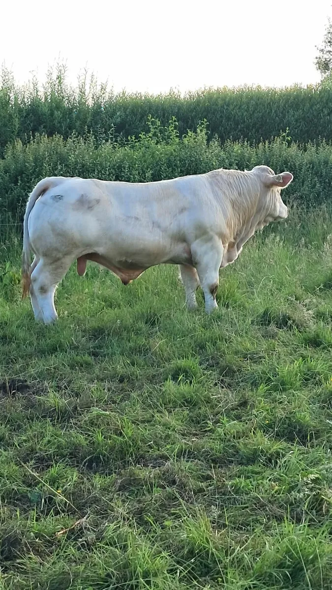 Pedigree charolais bulls - Image 1