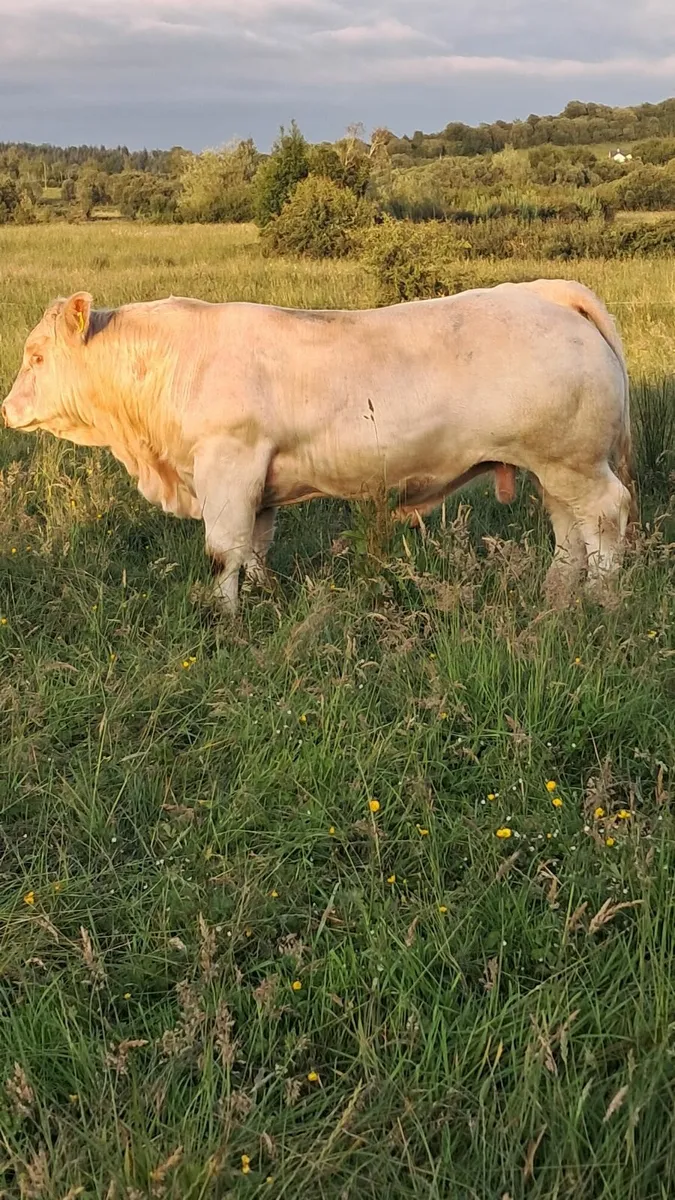 Pedigree charolais bulls - Image 4
