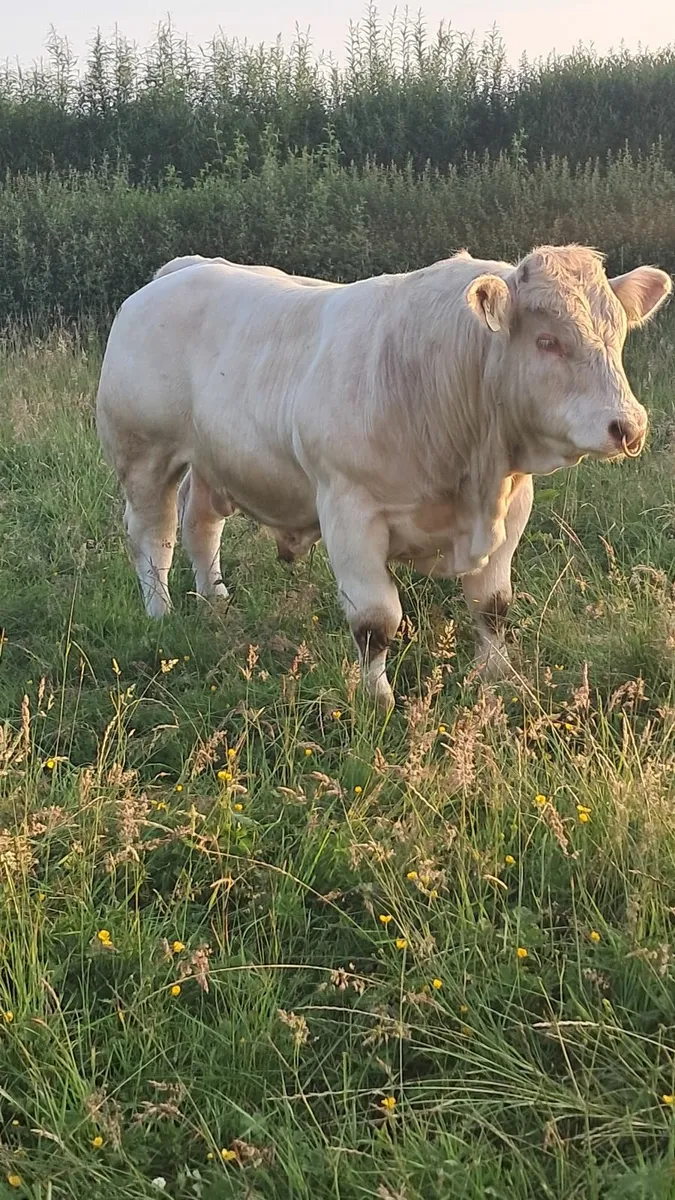 Pedigree charolais bulls - Image 3