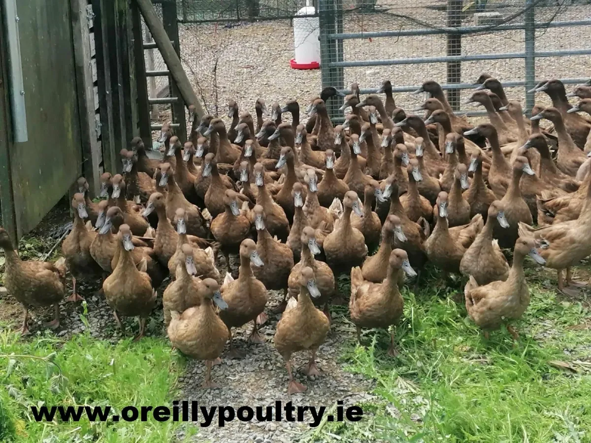 edenderry livestock mart sat 21st june - Image 1