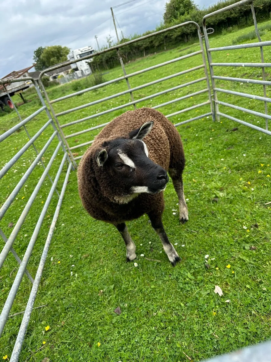 Badger face ram PBNR - Image 3