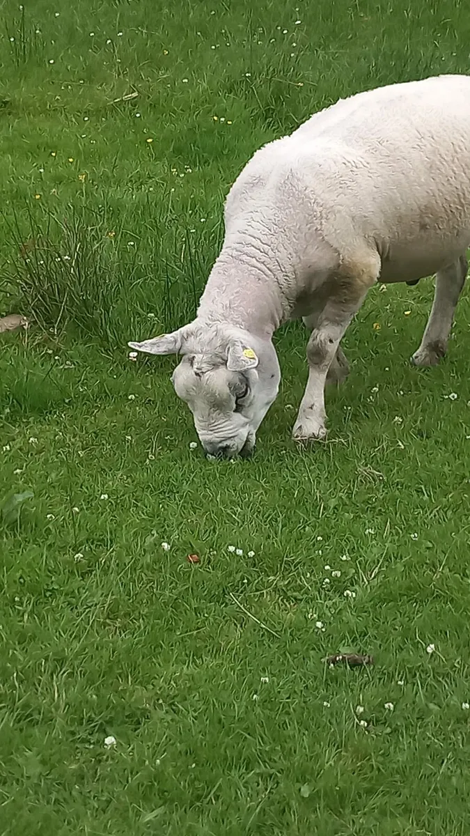 Pedigree texel ram (sis) approved - Image 1