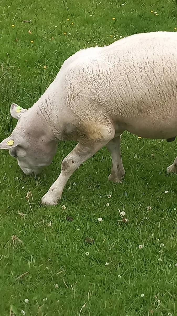 Pedigree texel ram (sis) approved - Image 2