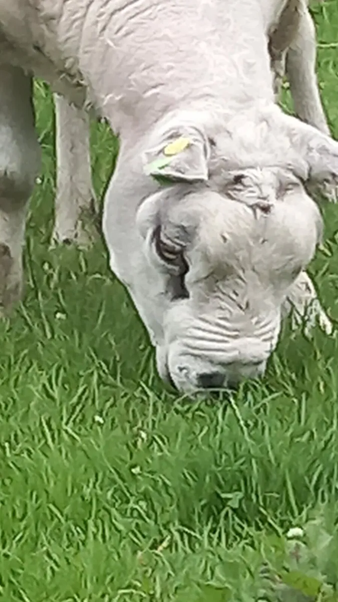 Pedigree texel ram (sis) approved - Image 3