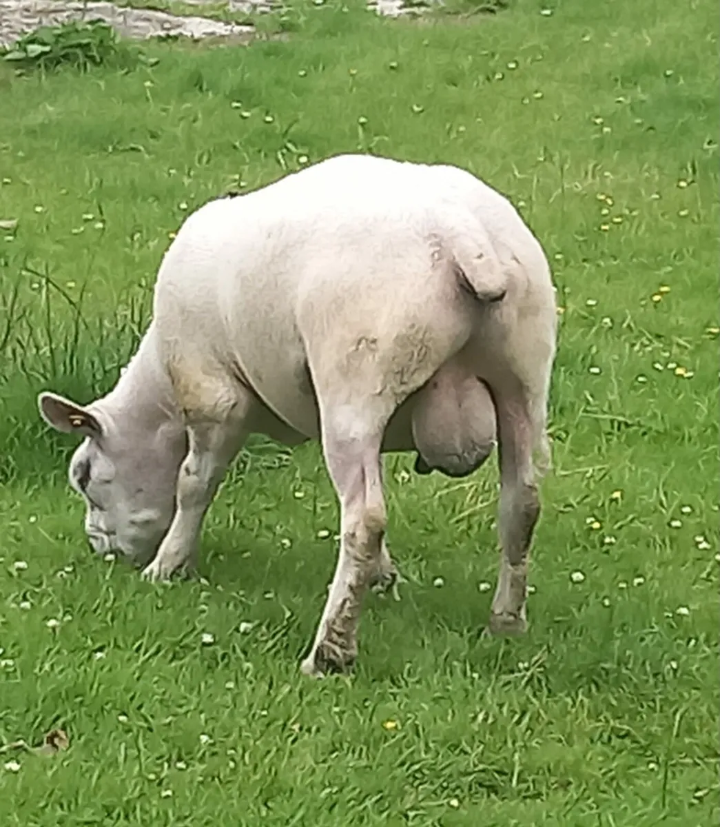 Pedigree texel ram (sis) approved - Image 4
