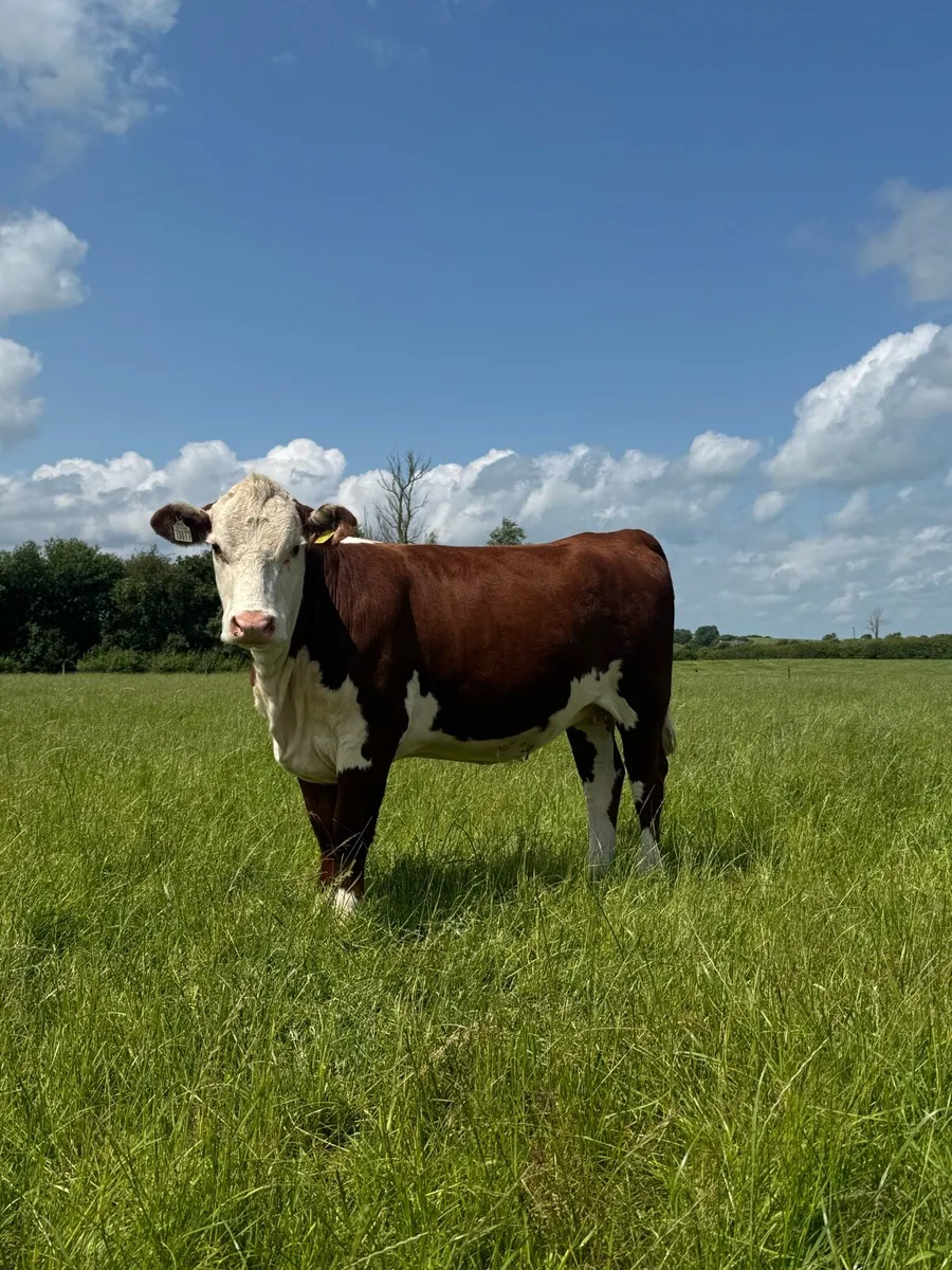 Pedigree polled Hereford heifers - Image 2
