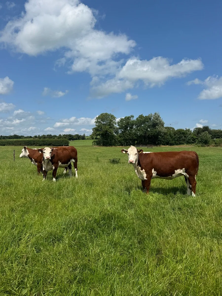 Pedigree polled Hereford heifers - Image 1