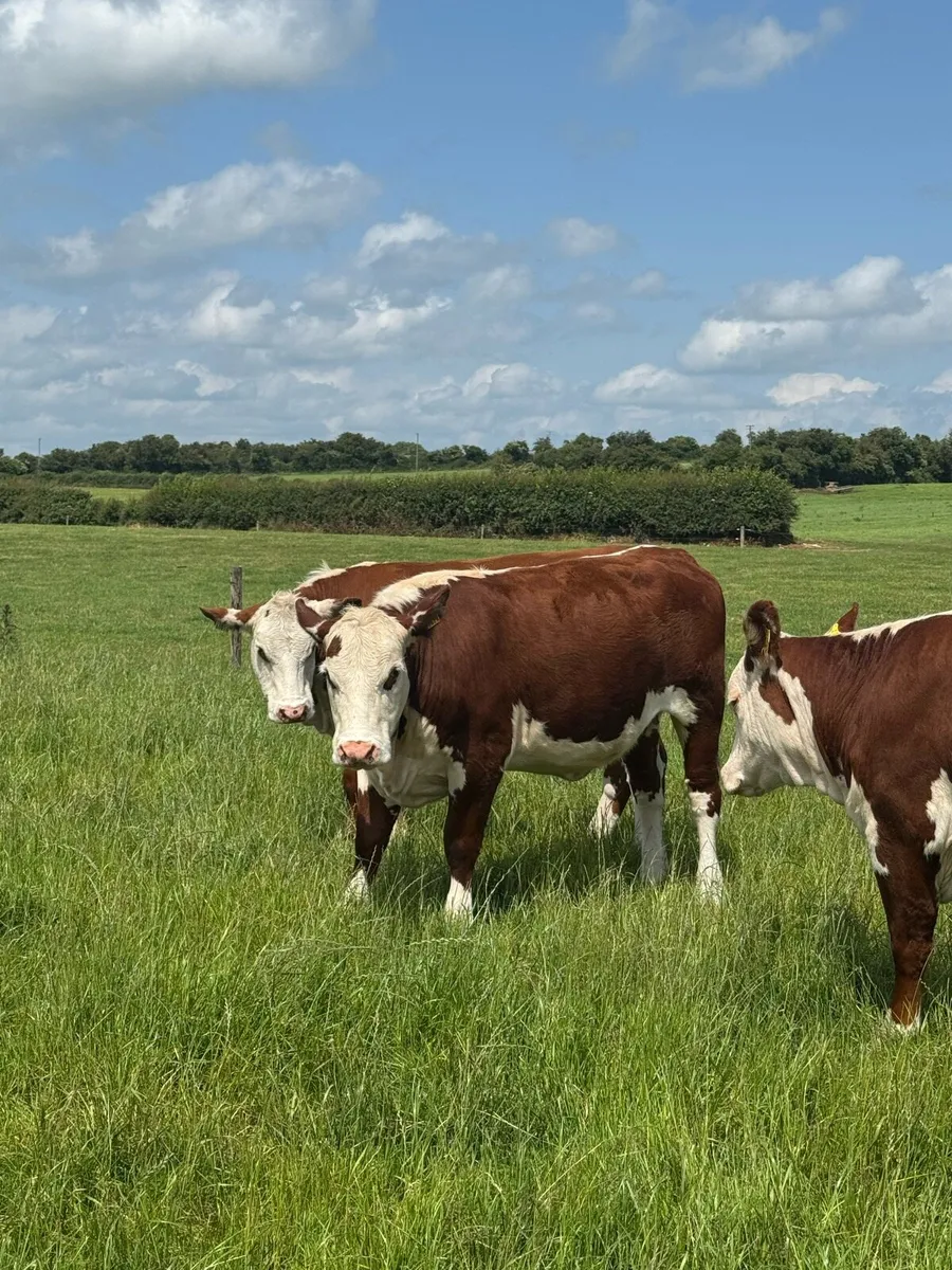 Pedigree polled Hereford heifers - Image 3