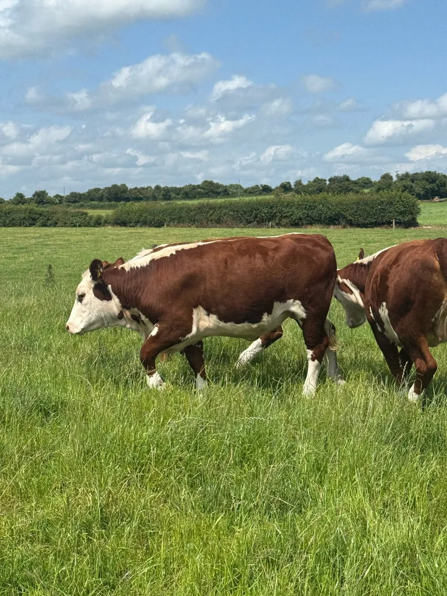 Pedigree polled Hereford heifers - Image 4