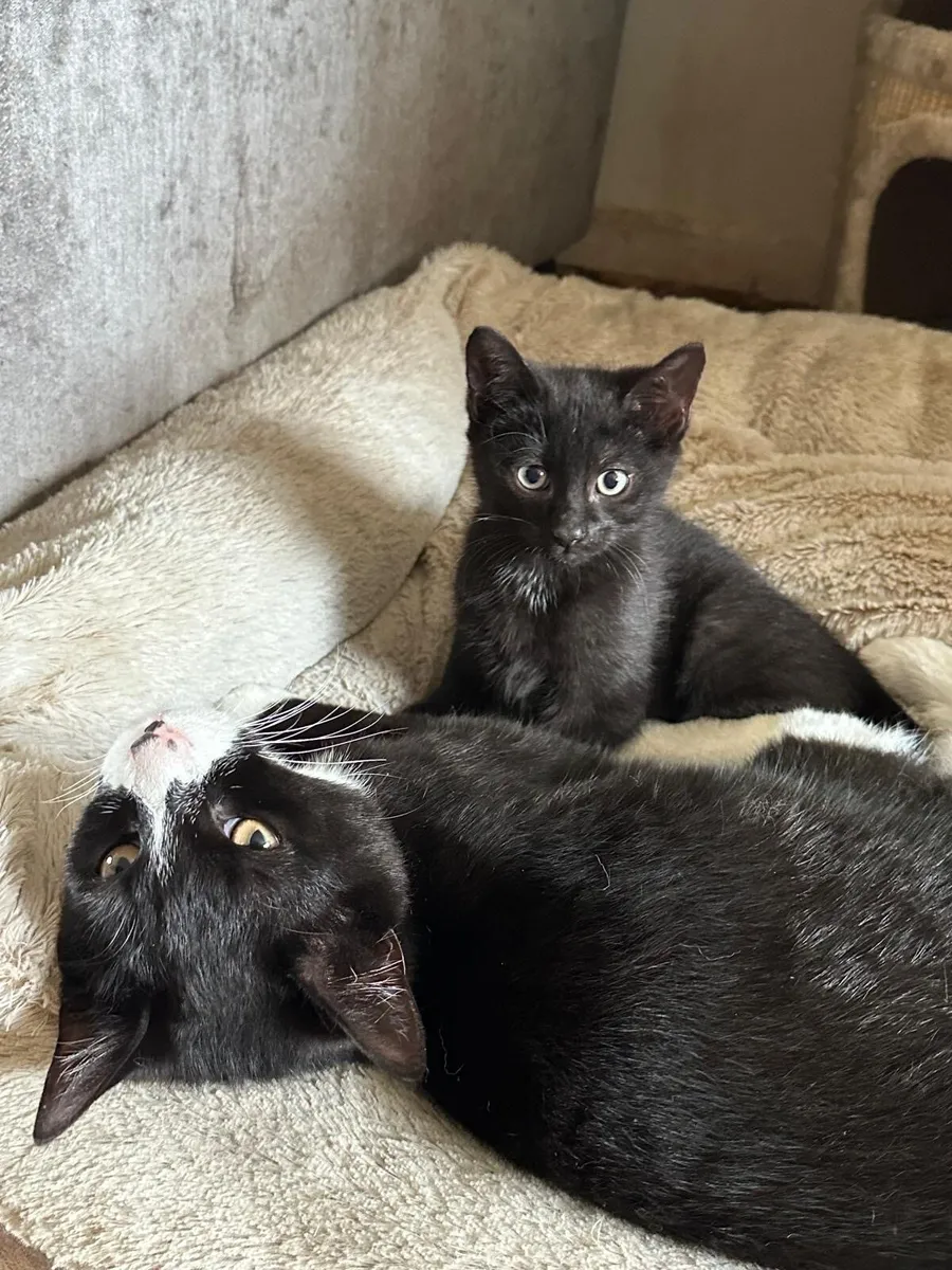 Kittens - Image 2