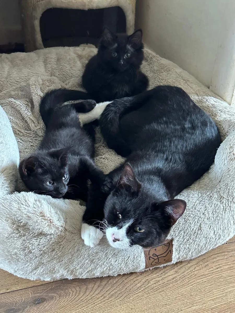 Kittens - Image 4