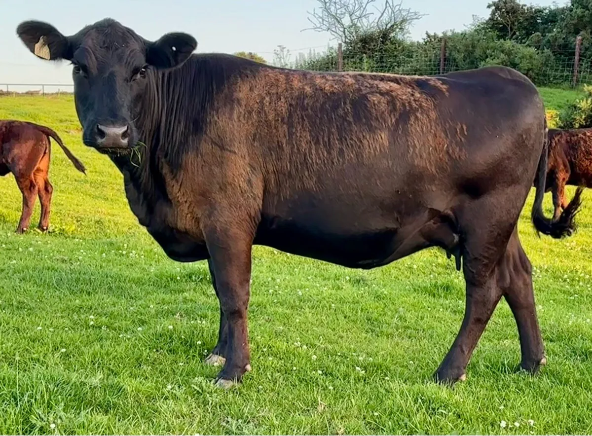 Pedigree Angus Cows with heifer calves at foot - Image 1