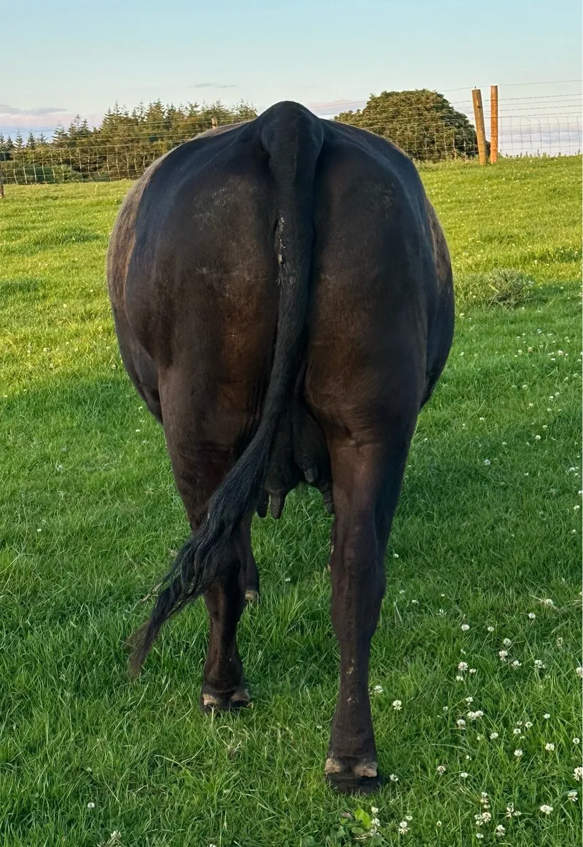 Pedigree Angus Cows with heifer calves at foot - Image 2