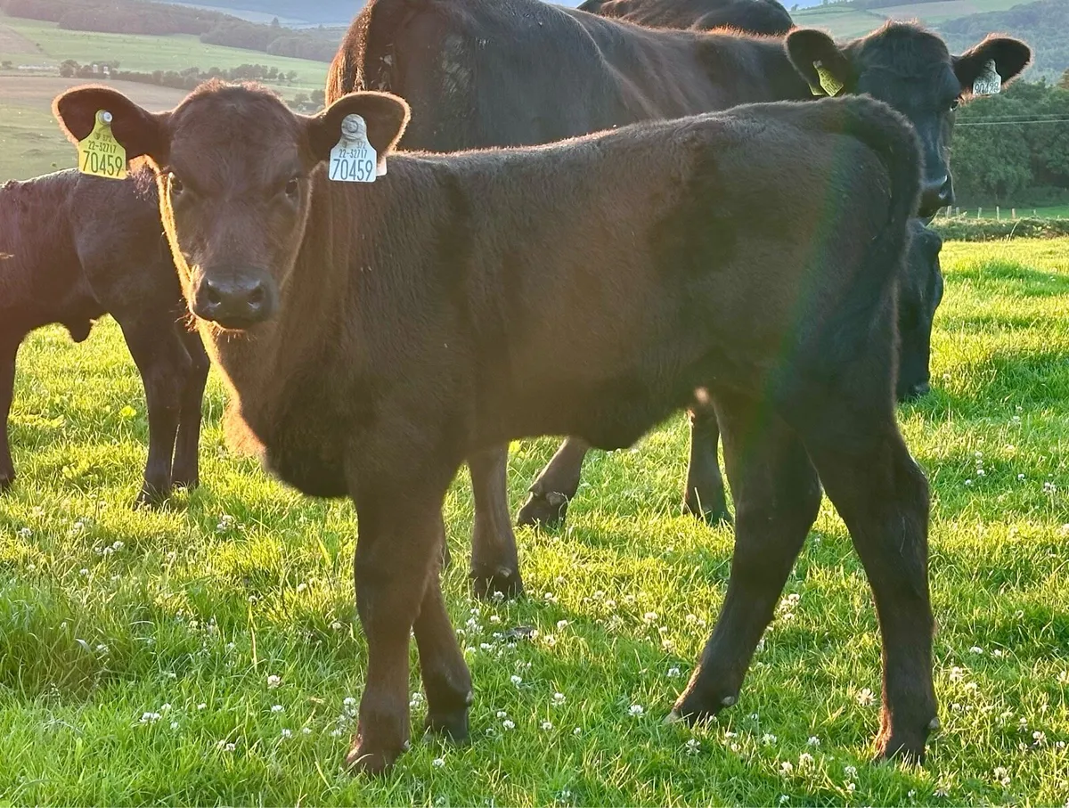 Pedigree Angus Cows with heifer calves at foot - Image 4