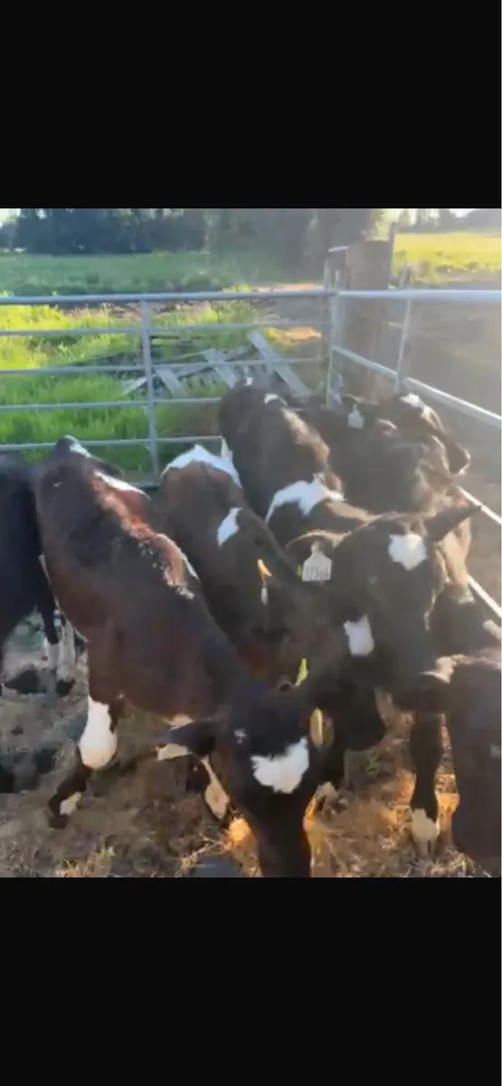 Fr heifers - Image 1