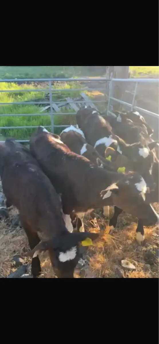 Fr heifers - Image 2