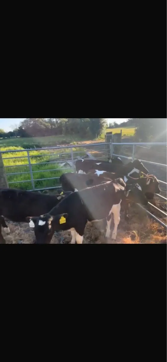 Fr heifers - Image 4