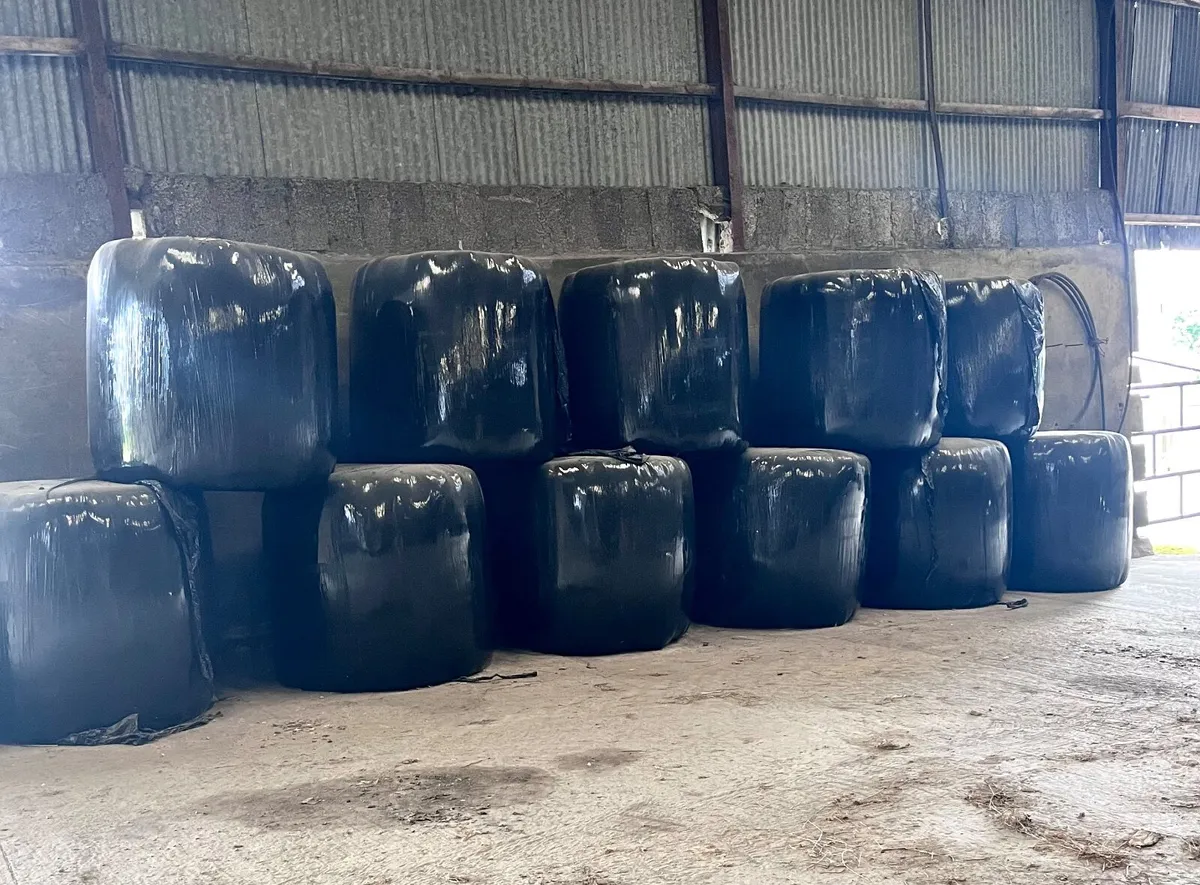 Last years Haylage
