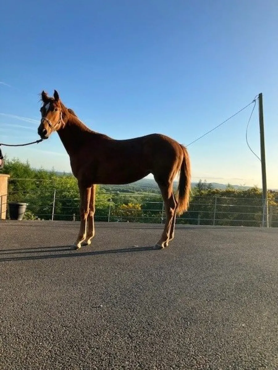 Irish Draught yearling filly - Image 1