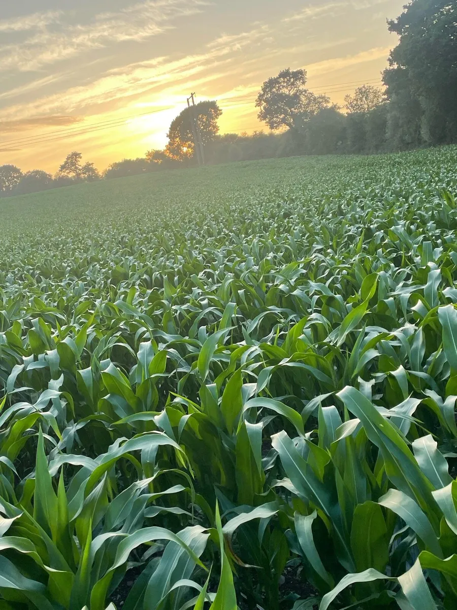 Growing maize for sale - Image 1