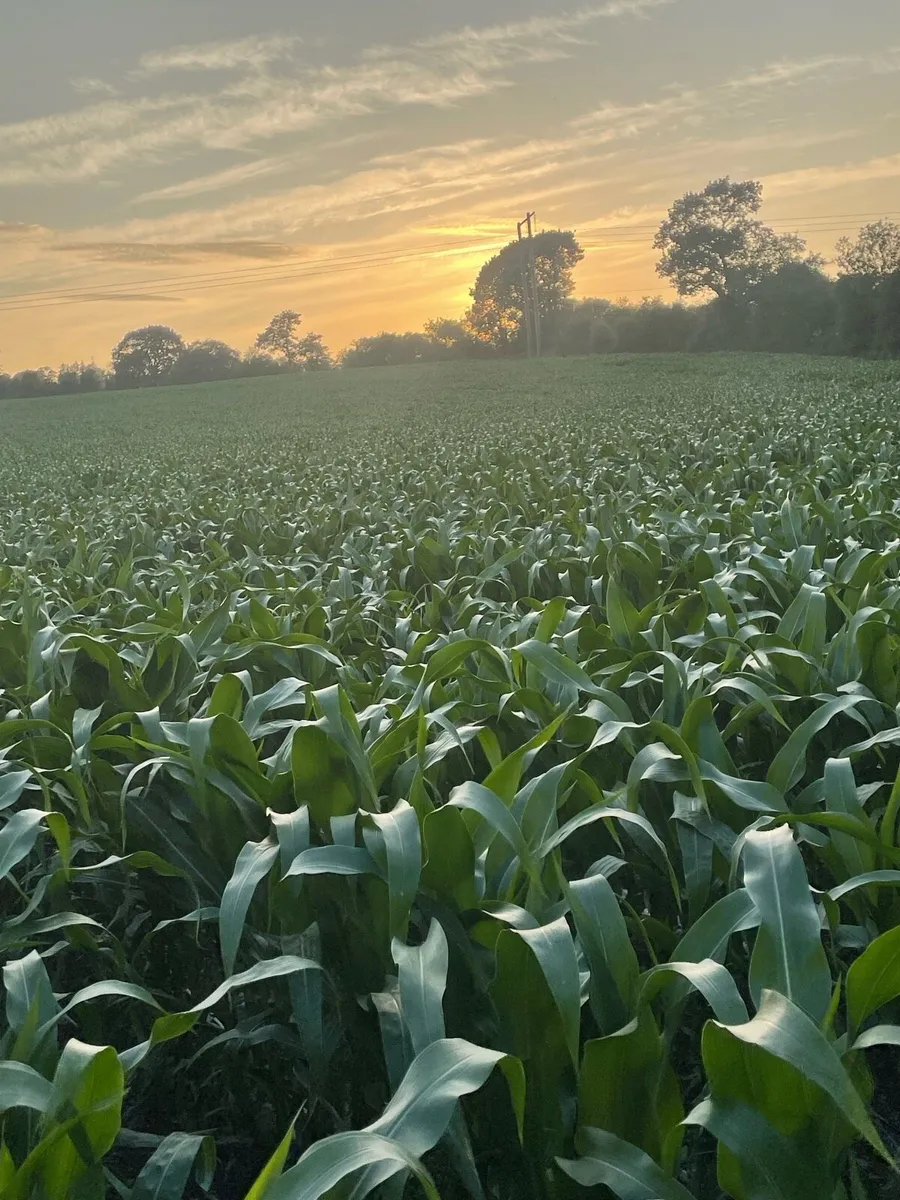 Growing maize for sale - Image 2