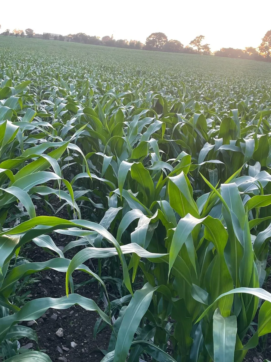 Growing maize for sale - Image 4