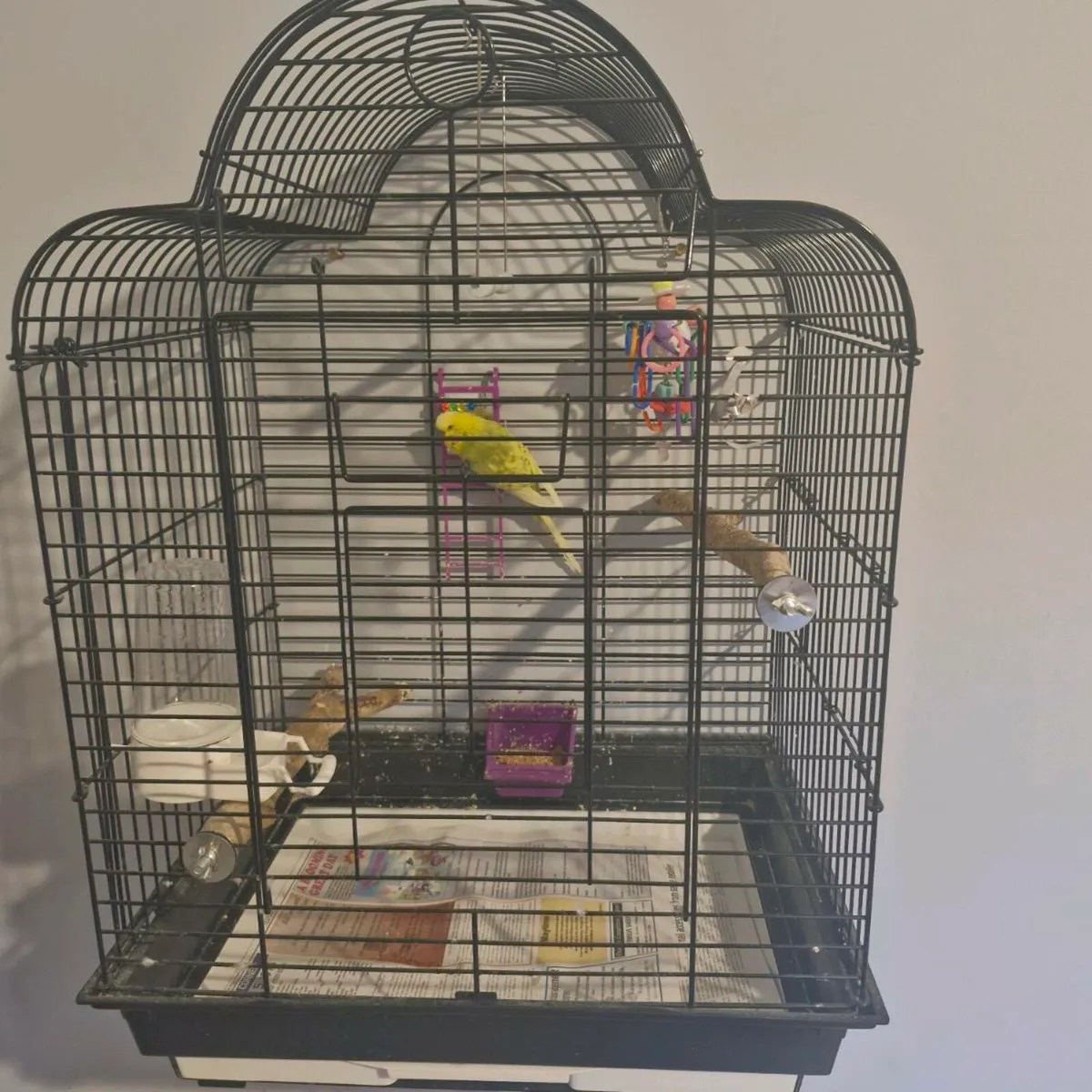 Budgie and Cage.