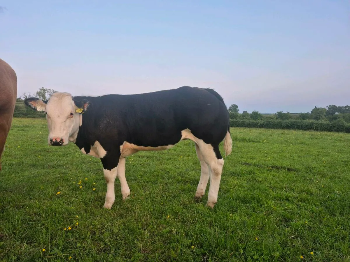 Super weanlings for sale - Image 1
