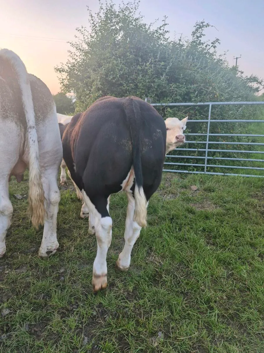 Super weanlings for sale - Image 2