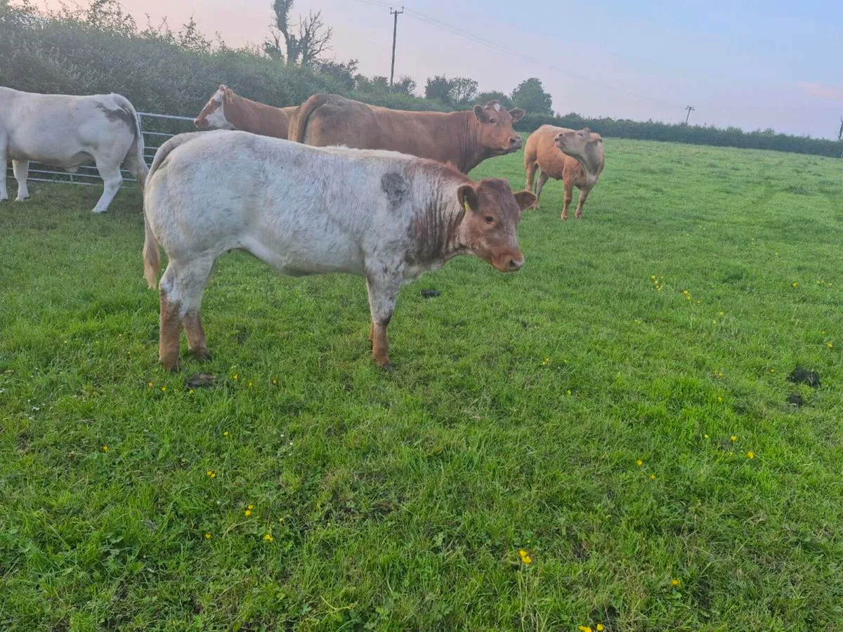 Super weanlings for sale - Image 3