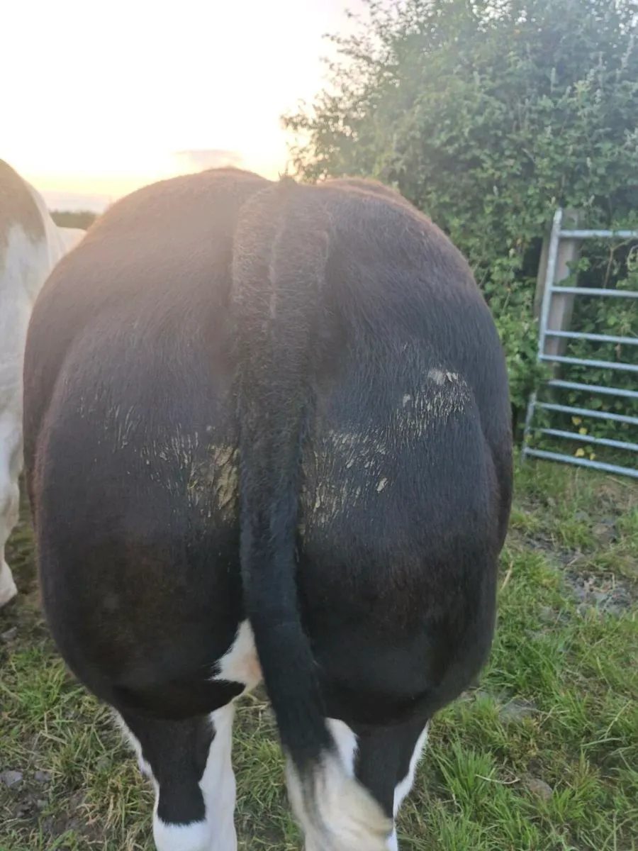 Super weanlings for sale - Image 4