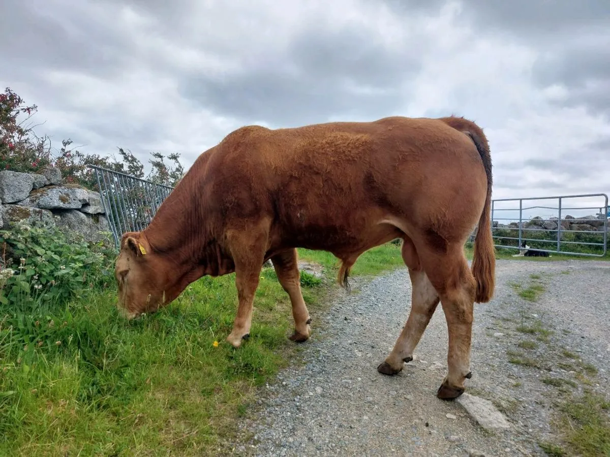 Bull - Image 1