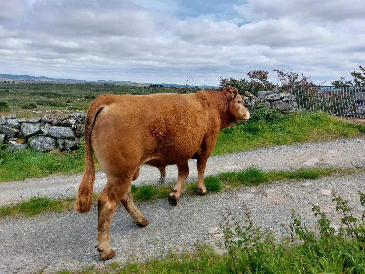 Bull - Image 2