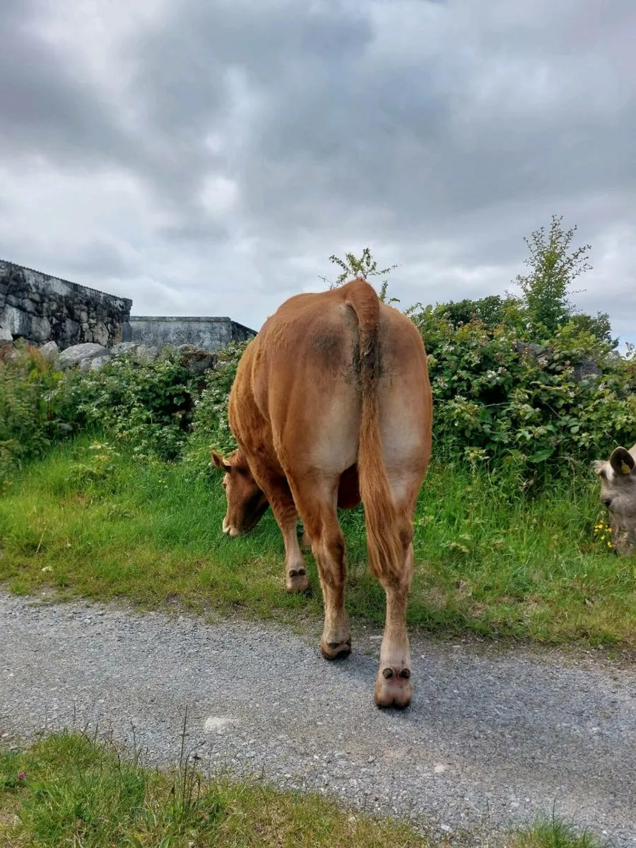 Bull - Image 3