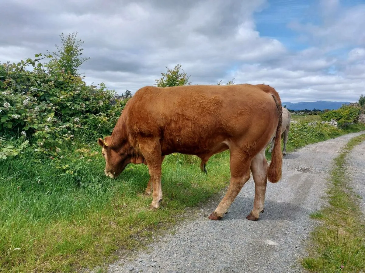 Bull - Image 4