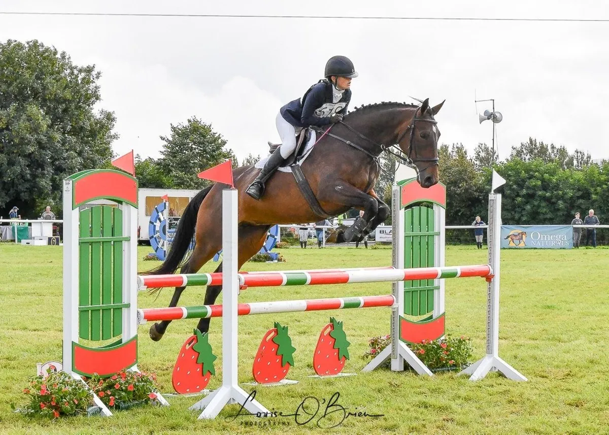 Competive, Fun Event Horse - Image 2