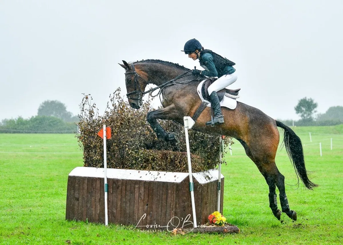 Competive, Fun Event Horse - Image 1