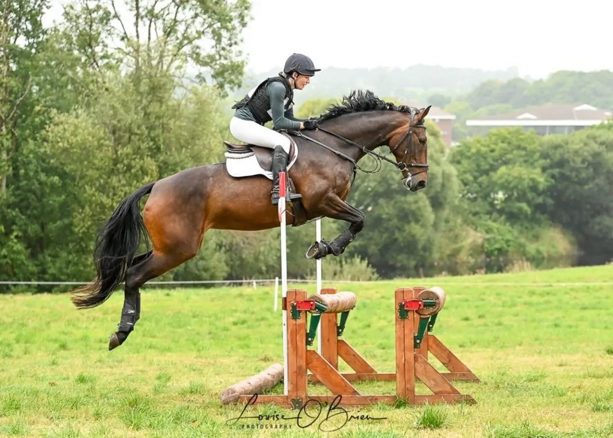 Competive, Fun Event Horse - Image 4
