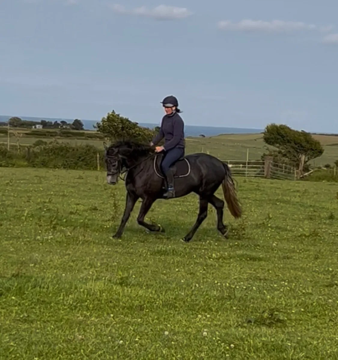 5yrs homebred Mare - Image 3