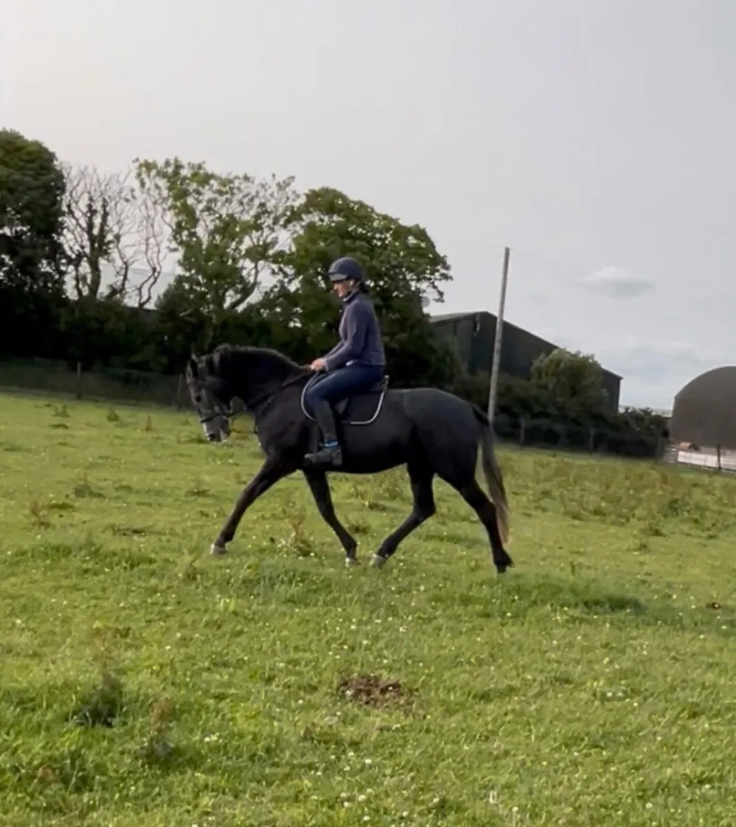 5yrs homebred Mare - Image 1