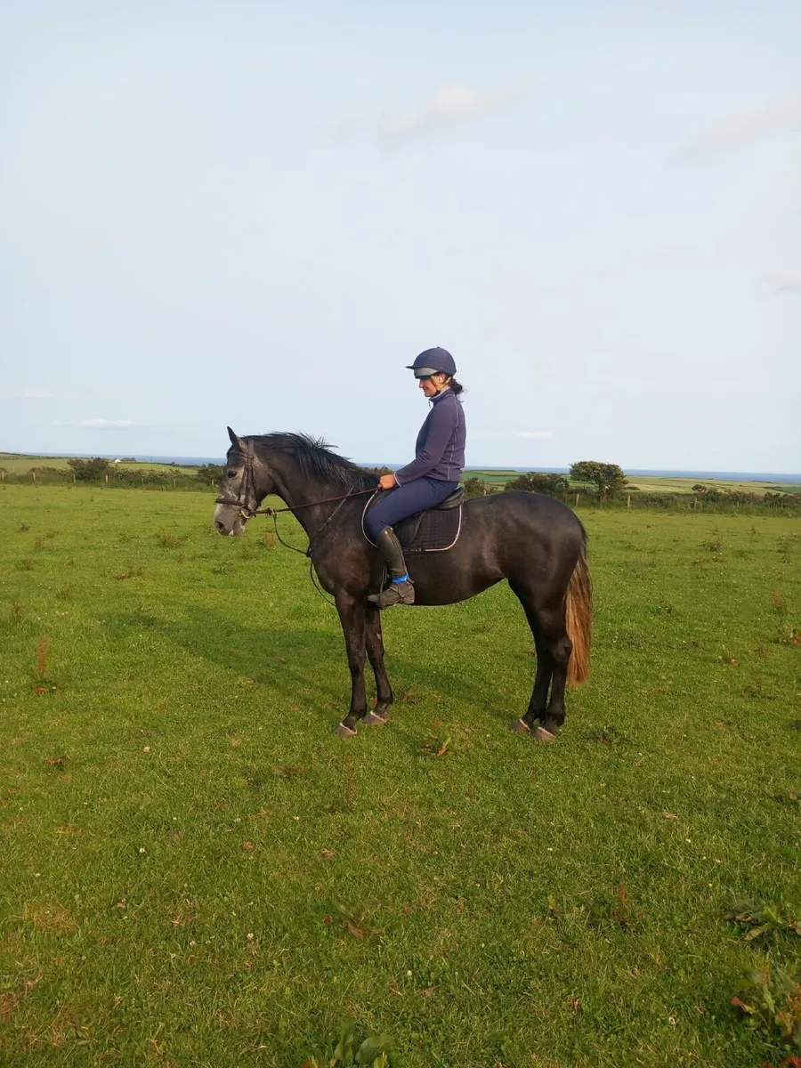 5yrs homebred Mare - Image 4
